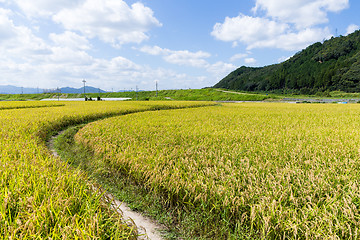 Image showing Rice field