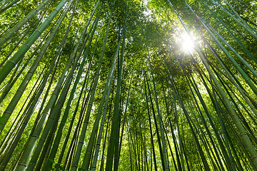 Image showing Bamboo forest