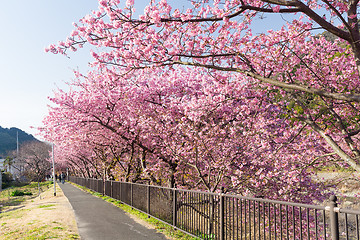 Image showing Kawazu with sakura tree