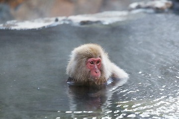 Image showing Snow monkey in onsen