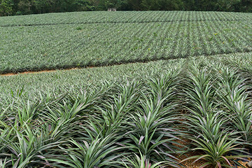 Image showing Pineapple fruit farm in TaiTung, TaiWan