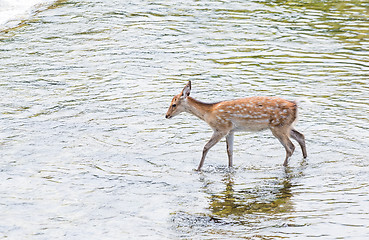 Image showing Roe deer passing though the lake