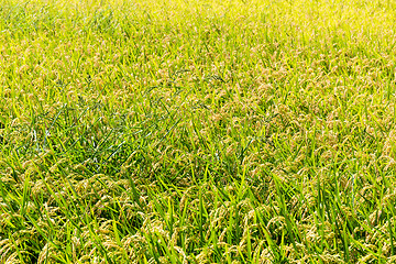 Image showing Autumn rice field