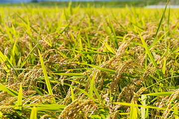 Image showing Rice field