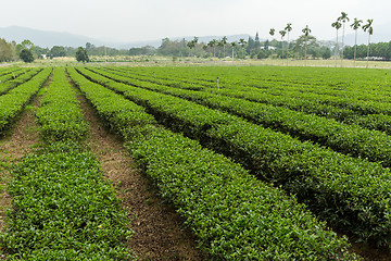 Image showing Tea farm in luye