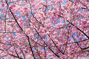 Image showing Sakura in pink