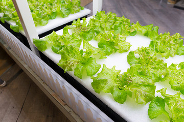 Image showing Cultivation vegetables in hydroponics