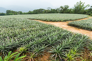 Image showing Pineapple farm