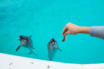 Image showing Feeding Dolphin