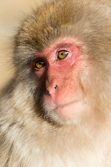 Image showing Monkey in Japan