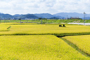 Image showing Paddy rice field