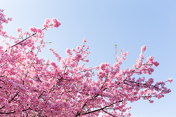 Image showing Sakura tree with blue sky