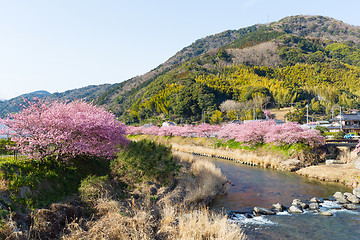 Image showing Kawazu city with sakura