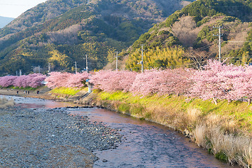 Image showing Sakura tree and river in japan