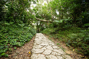 Image showing Road through a scary forest