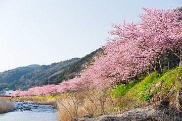 Image showing Kawazu with beautiful Cherry 