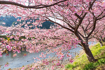 Image showing Sakura tree