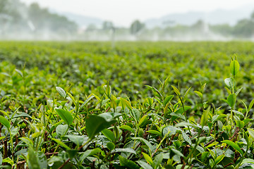 Image showing Tea plants with drop water