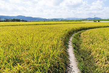 Image showing Beautiful Rice fields