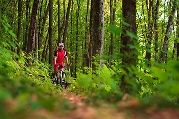 Image showing Rider on Mountain Bicycle it the forest