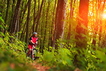 Image showing Rider on Mountain Bicycle it the forest