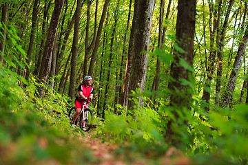 Image showing Rider on Mountain Bicycle it the forest