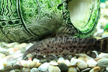 Image showing Hoplosternum thoracatum in aquarium