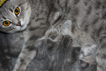Image showing cat with kittens of Scottish Straight 