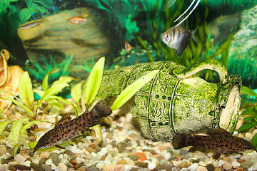 Image showing Hoplosternum thoracatum in aquarium