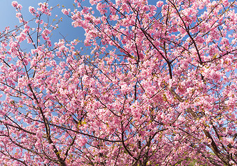 Image showing Sakura flower