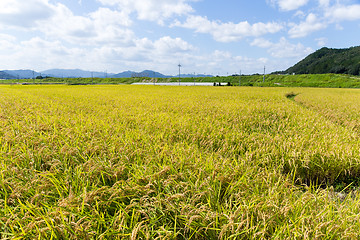 Image showing Rice meadow