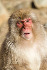 Image showing Beautiful monkey