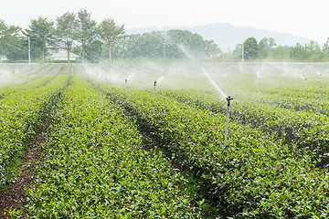 Image showing Green tea farm 