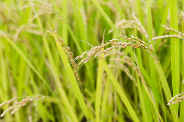 Image showing Rice field