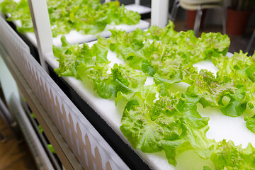 Image showing Planting hydroponics system