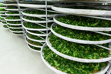 Image showing Fermentation racks of tea