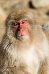 Image showing Monkey