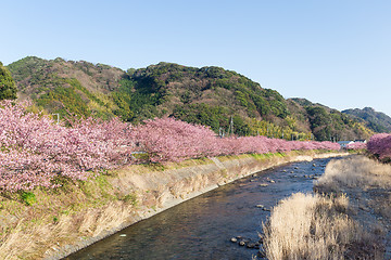 Image showing Sakura tree and river