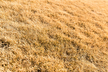 Image showing Bunches of hay under sunny