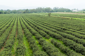 Image showing Green tea farm 