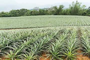 Image showing Pineapple field