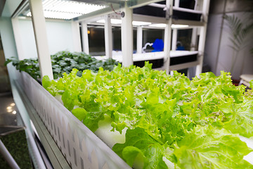 Image showing Organic hydroponic vegetable cultivation farm at indoor