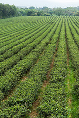 Image showing Tea farm on mountain