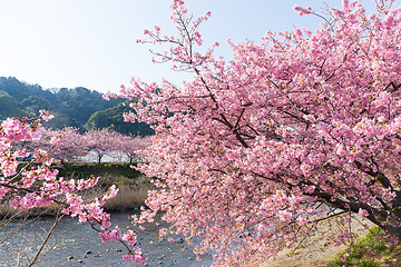 Image showing Sakura flower and river