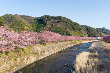 Image showing Sakura tree and river in kawazu city