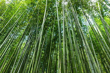 Image showing lush bamboo forest