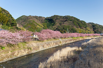 Image showing Cherry blossom in kawazu