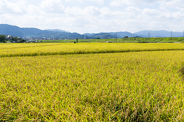 Image showing Rice meadow