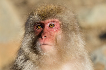 Image showing Cute monkey in Japan