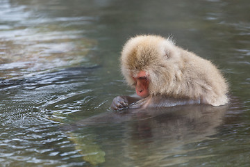 Image showing Monkey enjoy onsen